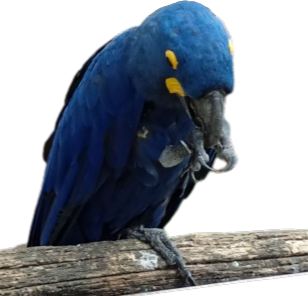 Twittereel emote for Discord