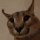 FloppaCubes emote for Discord