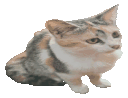 Zoominglala emote for Discord
