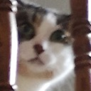 cat_peeking_worry emote for Discord