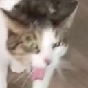 cat_gag emote for Discord
