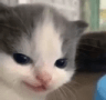 CatSmirk emote for Discord