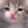 SadKitty emote for Discord