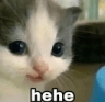 CatHehe emote for Discord