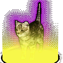 rare_cat emote for Discord