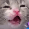 ShockedKitty emote for Discord