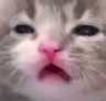SadKitty emote for Discord