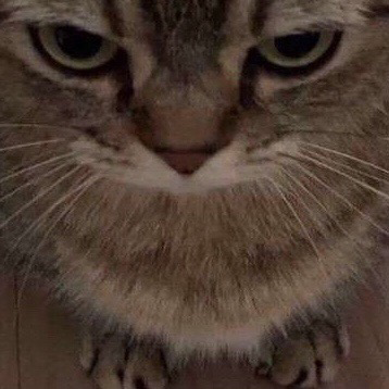 cat emote for Discord