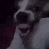 dog_laugh emote for Discord