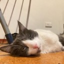 zootkat_79002 emote for Discord