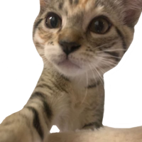 cat_selfie emote for Discord