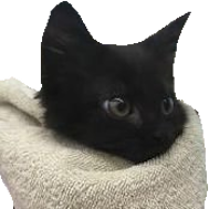 cat_blanket emote for Discord
