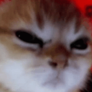 angrycat emote for Discord