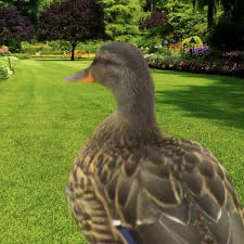 afroduck309 emote for Discord