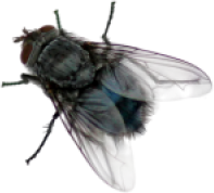 realisticfly emote for Discord