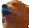 dogJAM emote for Discord