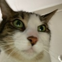 cat_stare emote for Discord