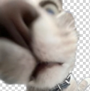 cat emote for Discord