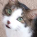 cat_shock emote for Discord