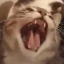 CE_Rage emote for Discord