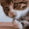 CE_Shock emote for Discord