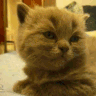 CE_Tired emote for Discord