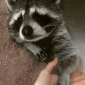 CE_Raccoon3 emote for Discord