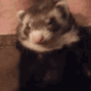 CE_FerretYawn emote for Discord