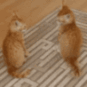 CE_Attac emote for Discord