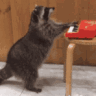 CE_Raccoon4 emote for Discord