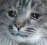 CE_Crine emote for Discord