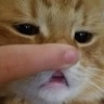 CE_Boop emote for Discord