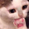 CE_SadCatEatPaw emote for Discord