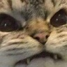CE_Anger5 emote for Discord