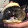 CE_Sammich2 emote for Discord