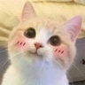 CE_Blush6 emote for Discord