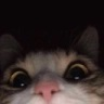 CE_Looking5 emote for Discord