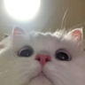 CE_Looking2 emote for Discord