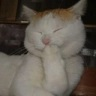 CE_CatGiggle emote for Discord