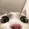 CE_Looking4 emote for Discord