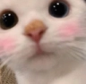 CE_PeekBlush emote for Discord