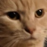 CE_Judgingu emote for Discord