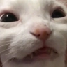 CE_Wut emote for Discord