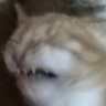 CE_DISGUTANG emote for Discord