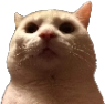 CE_CatMenacing emote for Discord