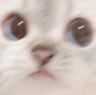 CE_Lookingatu3 emote for Discord