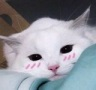 CE_Blush5 emote for Discord
