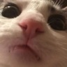 CE_iamlookingatyou emote for Discord