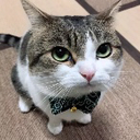 CE_GentleCatLooking emote for Discord