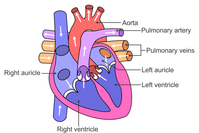 heart emote for Discord